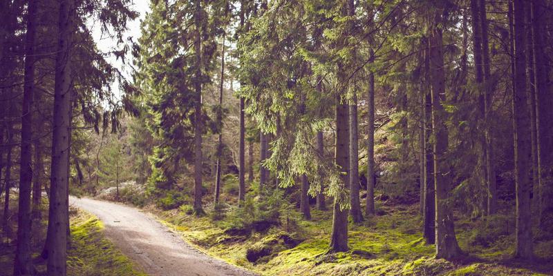 2024年网络技术趋势：开源项目、资源分享与编程教程如何重塑开发者生态