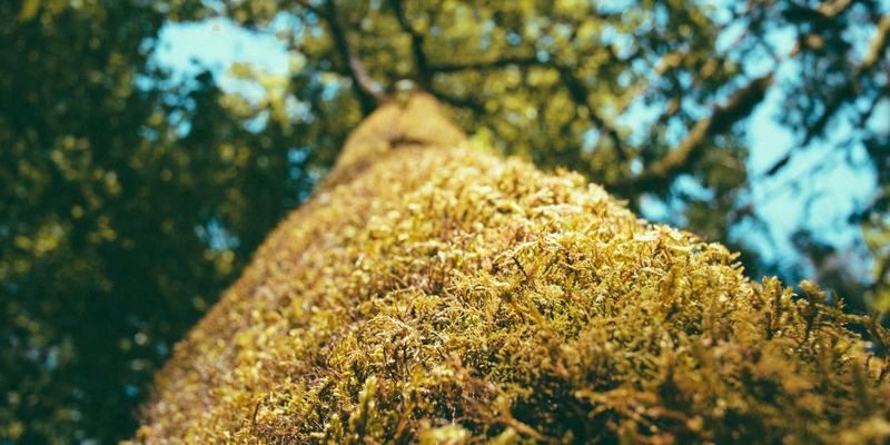 从理论到实践：零信任架构编程教程与网络技术资源全解析